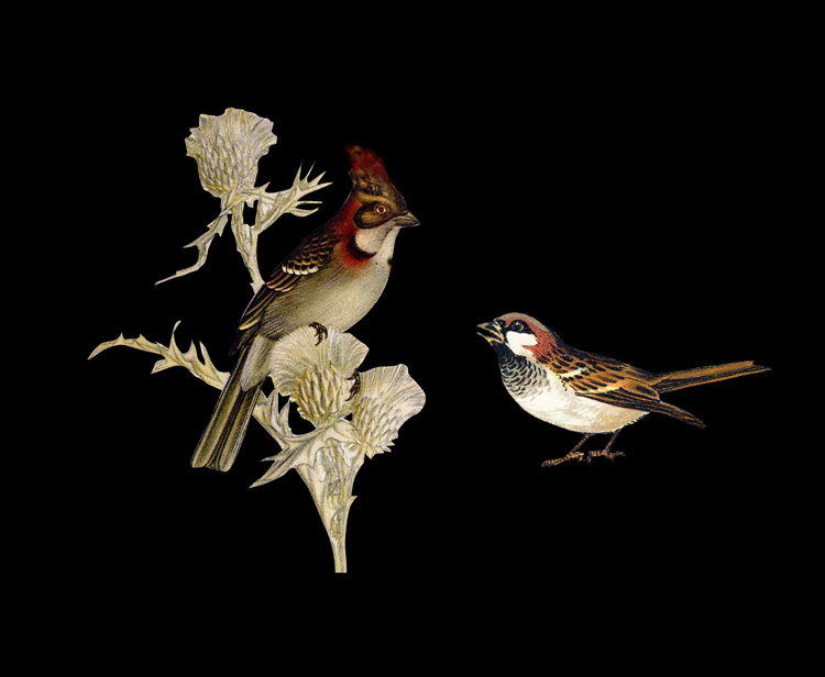 argentine ornithology