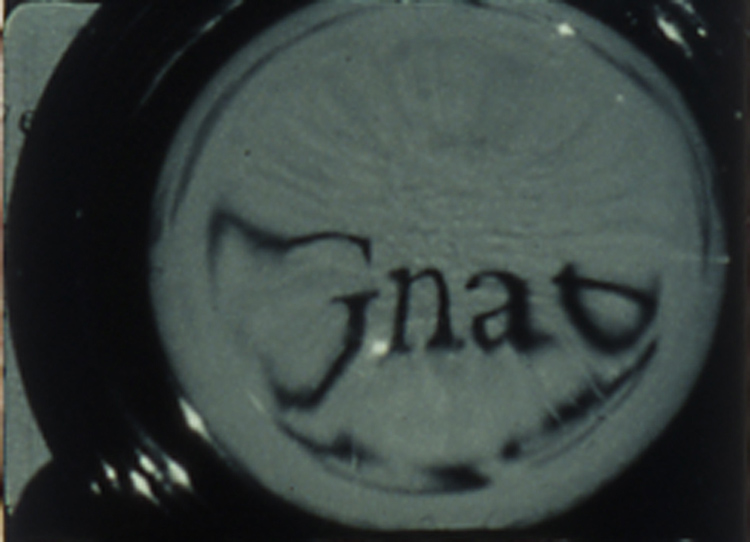 looking glass insects